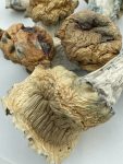 BV-Magic-Mushrooms-scaled-1.jpg