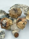 BV-Magic-Mushrooms-scaled-1.jpg