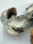 BV-Magic-Mushrooms-scaled-1.jpg