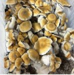 Hillbilly-Pumpkin-Shrooms-scaled-1.jpg