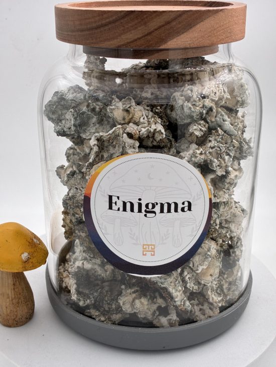 Enigma Magic Mushrooms