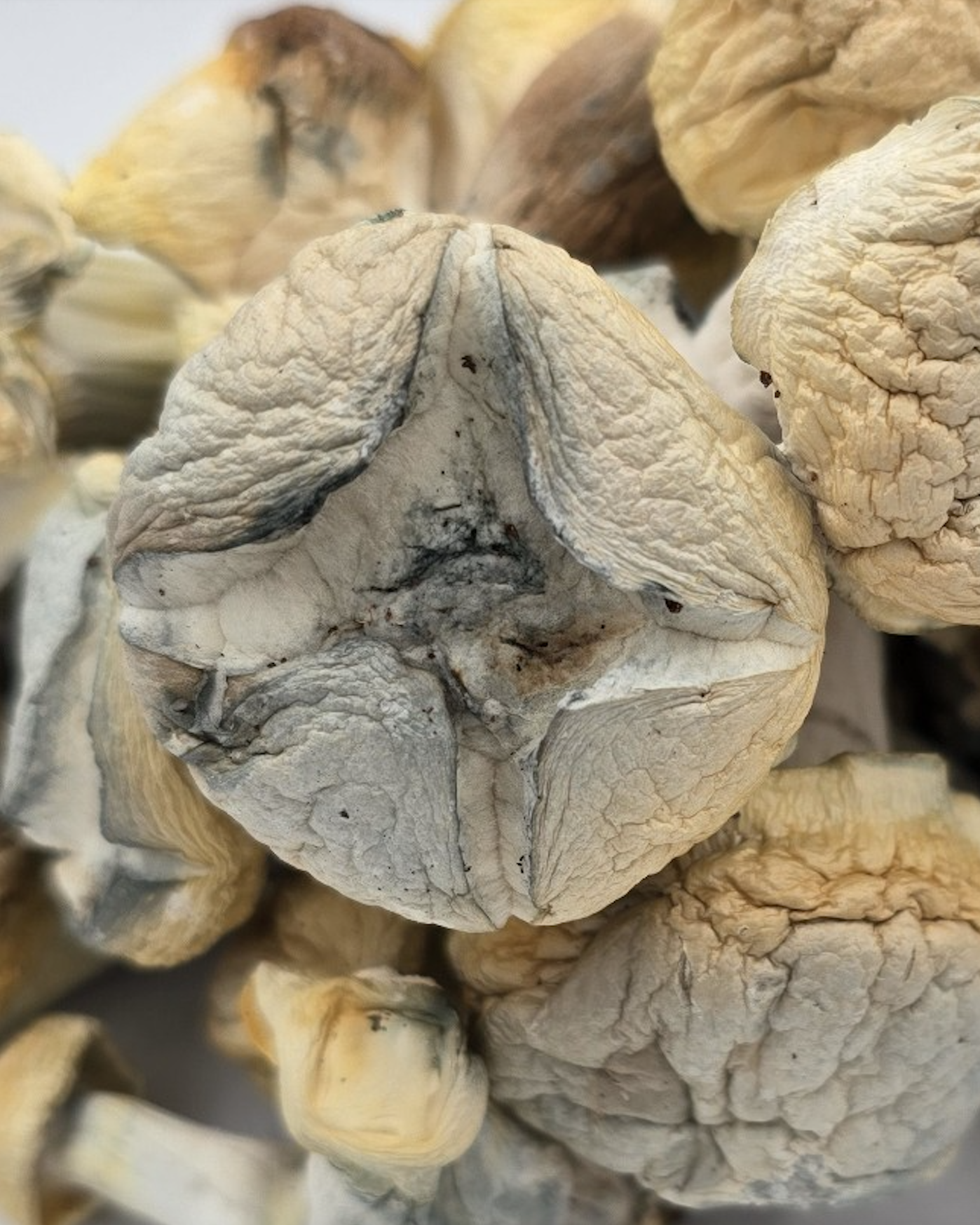 Iceberg-Shrooms.png