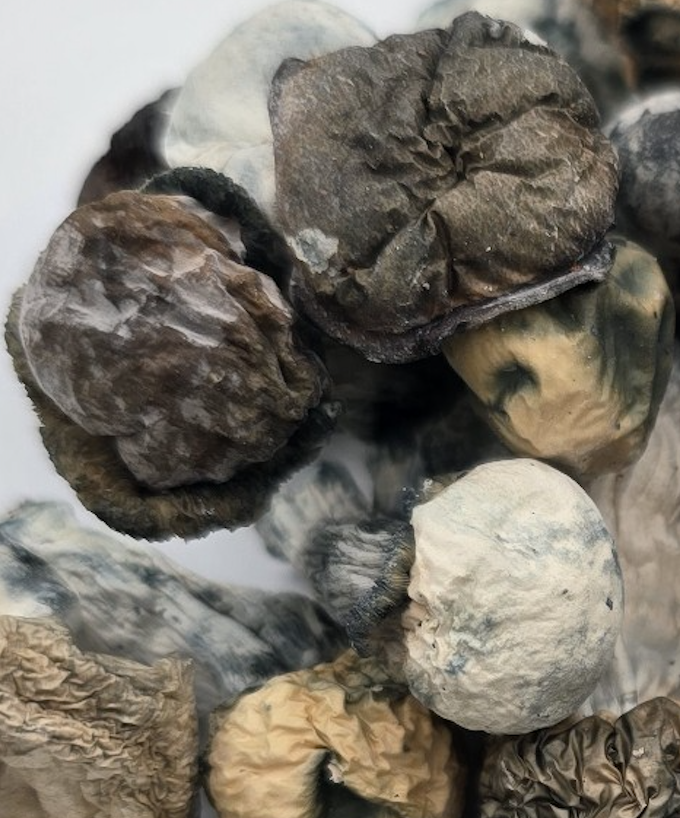 SNAPE-Magic-Mushrooms.png