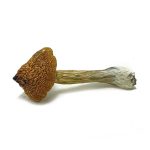 costa-rican-psilocybe-cubensis