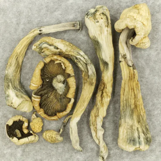 Atlantic Treasure Coast Albino Magic Mushrooms