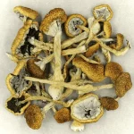 Cambodian Magic Mushrooms