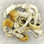Chitwan Nepal Magic Mushrooms