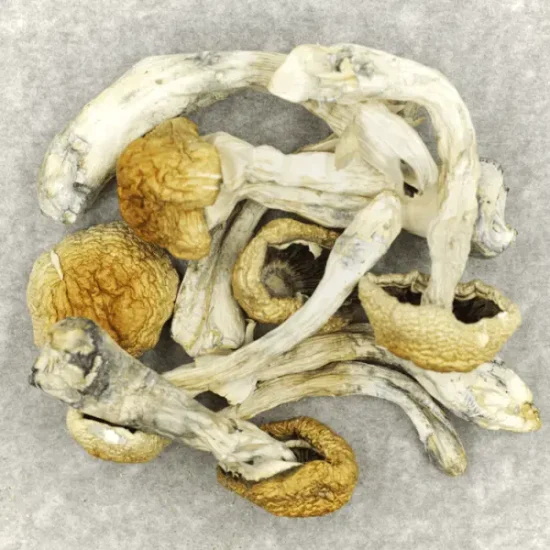 Chitwan Nepal Magic Mushrooms