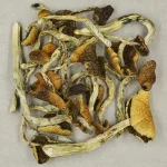 Mush-Ecuador