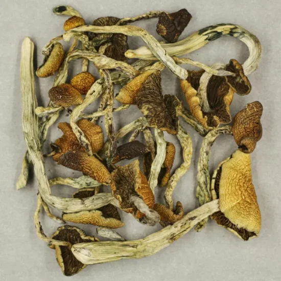 Mush-Ecuador