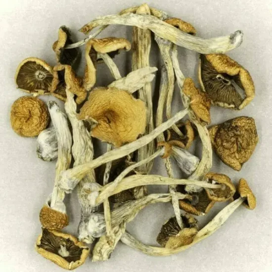 Mexican Magic Mushrooms