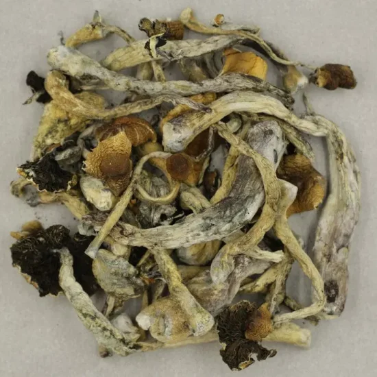Blue Pulaski Magic Mushrooms
