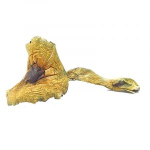brazillian-cubenis