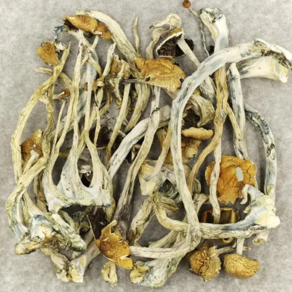 buy-Amazonian-Cubensis-dried-shroom-online Amazonian Cubensis