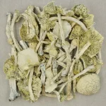 Albino Zilla Magic Mushrooms