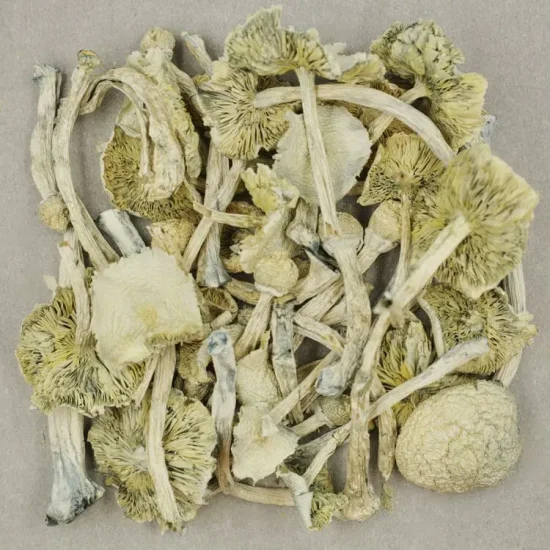 Albino Zilla Magic Mushrooms