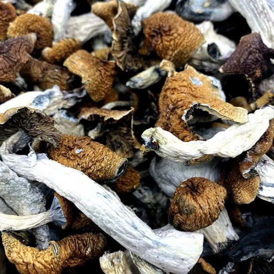 Penis Envy Mushrooms