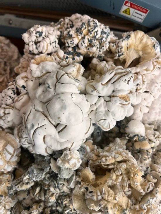 Enigma Mushrooms
