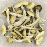 Blue Magnolia Rust Magic Mushrooms