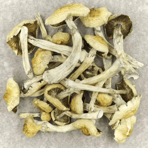Blue Magnolia Rust Magic Mushrooms Blue Magnolia Rust Magic Mushrooms